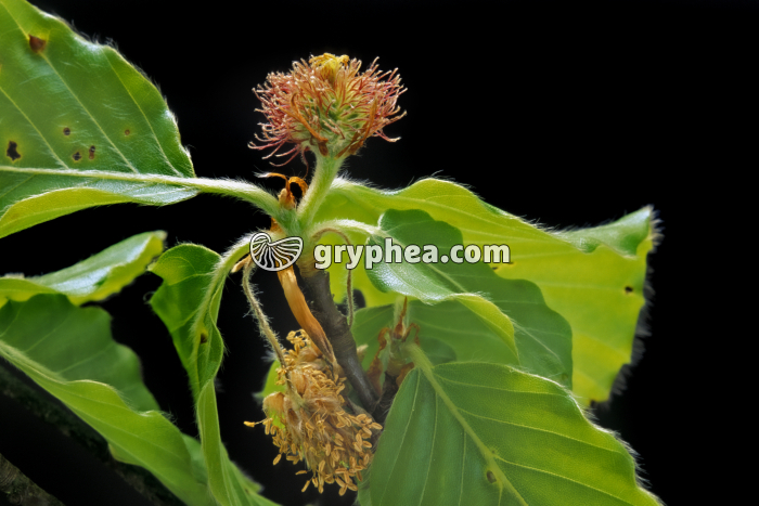 Hêtre (Fagus sylvatica) - Fleurs mâle et femelle - gryphea.com